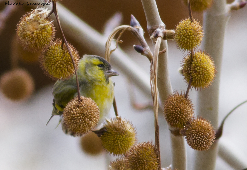Eurasian Siskin